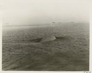 Image of White whale breaking water